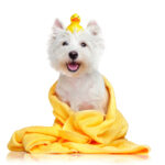 A dog in yellow blanket