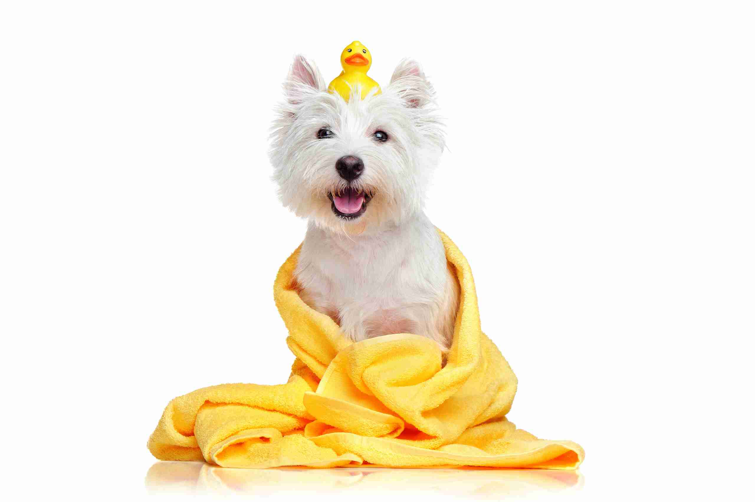 A dog in yellow blanket